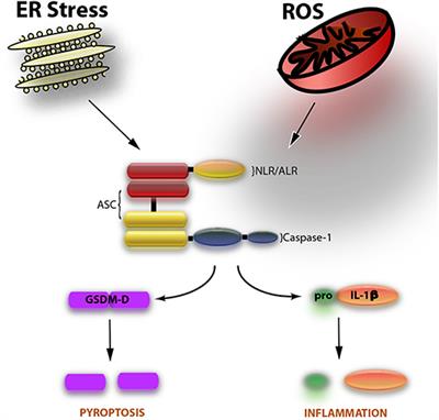 The Inflammasome in Reproductive Biology: A Promising Target for Novel Therapies